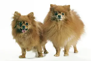 Smallest: Dog - Pomeranian / Dwarf spitz. smallest member
