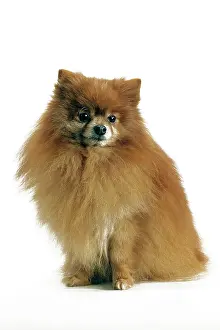 Smallest: Dog - Pomeranian / Dwarf spitz smallest member