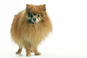 Smallest: Dog - Pomeranian / Dwarf spitz. smallest member