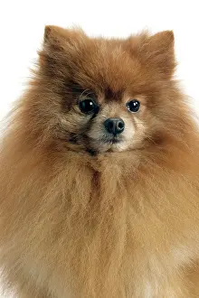 Smallest: Dog - Pomeranian / Dwarf spitz. smallest member