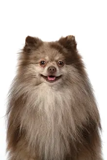 110420: DOG. Pomeranian, head & shoulders, face, expression
