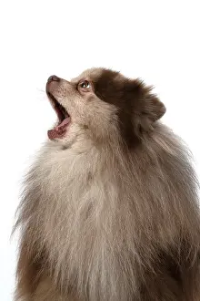 110420: DOG. Pomeranian, head & shoulders, face, expression