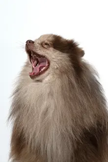 110420: DOG. Pomeranian, head & shoulders, face, expression