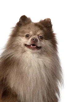 110420: DOG. Pomeranian, head & shoulders, face, expression