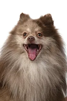 110420: DOG. Pomeranian, head & shoulders, face, expression