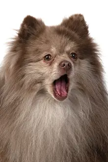 110420: DOG. Pomeranian, head & shoulders, face, expression
