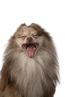 Speaking: DOG. Pomeranian, head & shoulders, face, expression