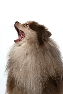 Speaking: DOG. Pomeranian, head & shoulders, face, expression