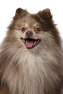 Speaking: DOG. Pomeranian, head & shoulders, face, expression