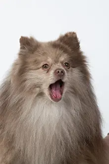 Speaking: DOG. Pomeranian, head & shoulders, face, expression