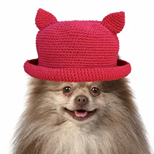 260420: DOG. Pomeranian, head & shoulders wearing a