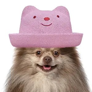 260420: DOG. Pomeranian, head & shoulders wearing a