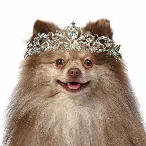 Tiara: DOG. Pomeranian, head & shoulders, wearing a tiara