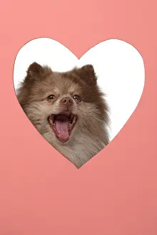 110420: DOG. Pomeranian, looking through heart shaped