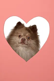 Spitzes: DOG. Pomeranian, looking through heart shaped