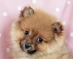 Minatures: Dog - Pomeranian puppy (10 weeks old)