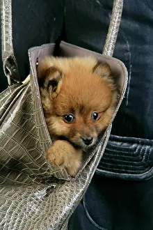 Handbag: Dog. Pomeranian puppy (10 weeks old) in handbag
