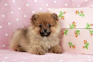 Suitcase: Dog. Pomeranian puppy (10 weeks old) with pink suitcase