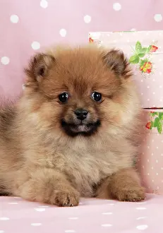 Suitcase: Dog. Pomeranian puppy (10 weeks old) with pink suitcase