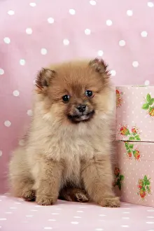 Suitcase: Dog. Pomeranian puppy (10 weeks old) with pink suitcase