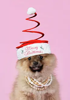 Necklace: Dog. Pomeranian puppy (10 weeks old) wearing
