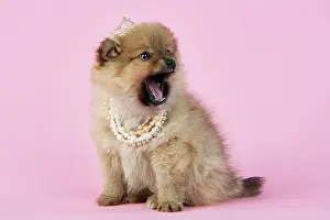 Tiara: Dog. Pomeranian puppy (10 weeks old) wearing tiara