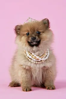 Tiara: Dog. Pomeranian puppy (10 weeks old) wearing tiara