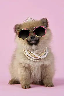 Tiara: Dog. Pomeranian puppy (10 weeks old) wearing tiara
