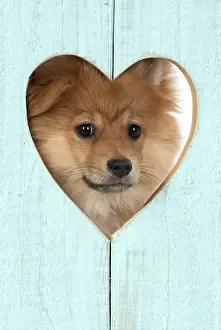 Valentines: DOG. Pomeranian puppy (12 weeks old ) with its head