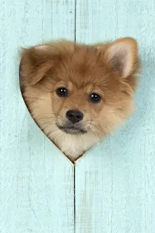 Valentines: DOG. Pomeranian puppy (12 weeks old ) with its head