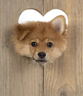 Valentines: DOG. Pomeranian puppy (12 weeks old ) with its head