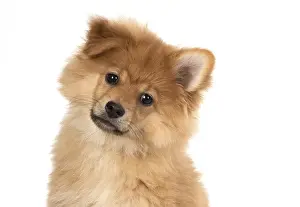 Spitz: DOG. Pomeranian puppy (12 weeks old ) head shot
