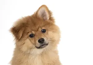 Spitz: DOG. Pomeranian puppy (12 weeks old ) head shot