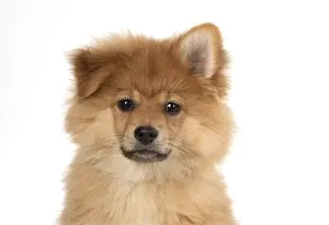 Spitz: DOG. Pomeranian puppy (12 weeks old ) head shot