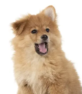 Spitz: DOG. Pomeranian puppy (12 weeks old ) head shot