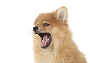Spitz: DOG. Pomeranian puppy (12 weeks old ) head shot