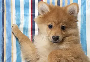 Spitz: DOG. Pomeranian puppy (12 weeks old ) laying on