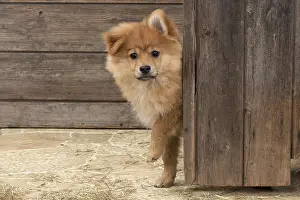 Spitz: DOG. Pomeranian puppy (12 weeks old ) looking around