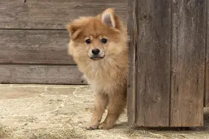 Spitz: DOG. Pomeranian puppy (12 weeks old ) looking around