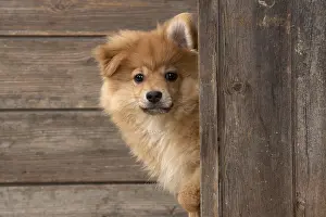 Spitz: DOG. Pomeranian puppy (12 weeks old ) looking around