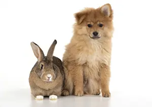 Spitz: DOG. Pomeranian puppy ( 12 weeks old ) with a rabbit