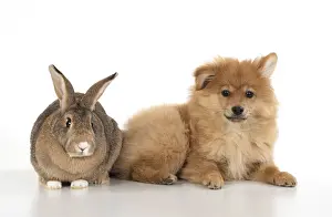 Spitz: DOG. Pomeranian puppy ( 12 weeks old ) with a rabbit