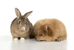 Spitz: DOG. Pomeranian puppy ( 12 weeks old ) with a rabbit