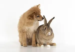 Spitz: DOG. Pomeranian puppy ( 12 weeks old ) with a rabbit