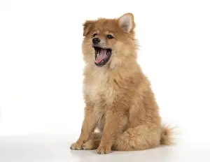 Spitz: DOG. Pomeranian puppy ( 12 weeks old ) sitting