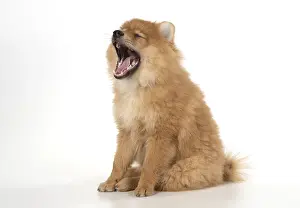 Spitz: DOG. Pomeranian puppy ( 12 weeks old ) sitting
