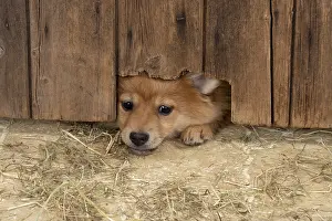 Spitz: DOG. Pomeranian puppy (12 weeks old ) squeezing