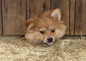 Spitz: DOG. Pomeranian puppy (12 weeks old ) squeezing