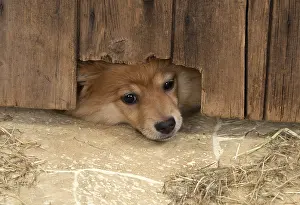 Spitz: DOG. Pomeranian puppy (12 weeks old ) squeezing