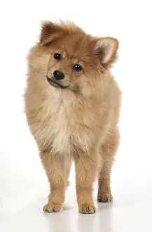 Spitz: DOG. Pomeranian puppy ( 12 weeks old ) standing